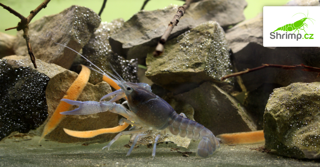 procambarus-alleni