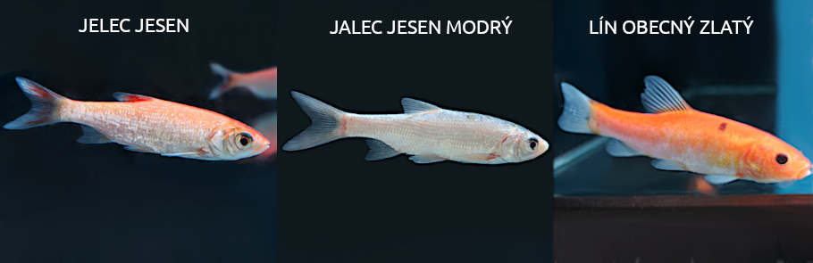jelce-lin-zlaty-shrimp.cz