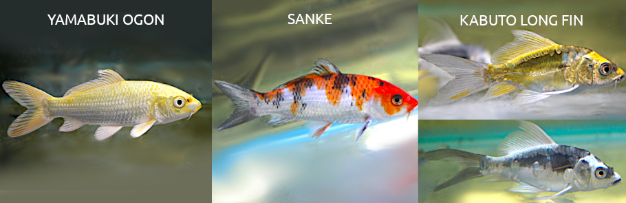 koi-kapry