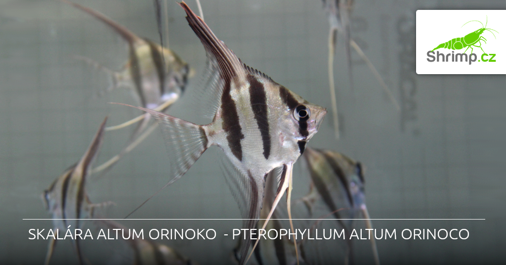 skalara-altum-orinoco-v-nabidce