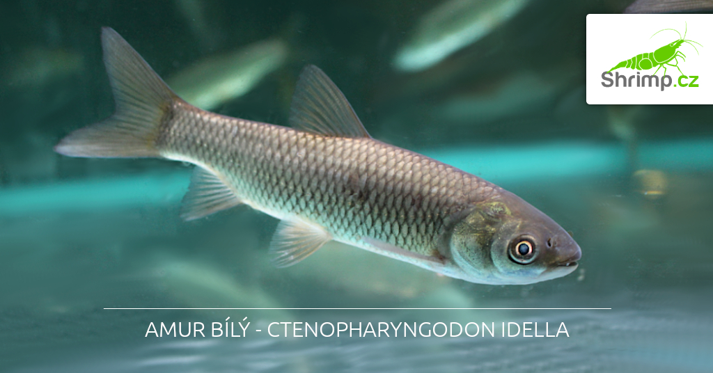amur-bily-12-cm-ctenopharyngodon-idella