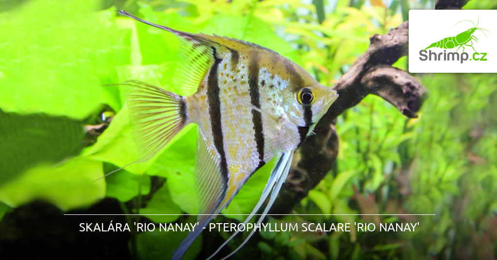 Skalara Rio Nanay