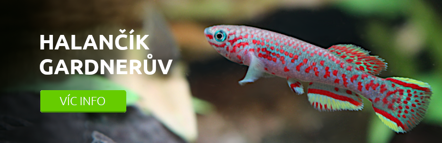 halancik-gardneruv-shrimp.cz