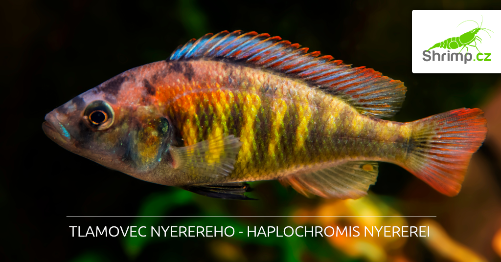 haplochromis nyererei