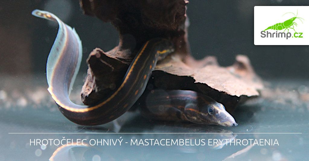 Hrotočelec ohnivý - Mastacembelus erythrotaenia 