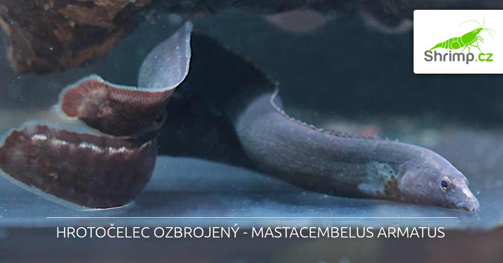 Hrotočelec ozbrojený - Mastacembelus armatus 
