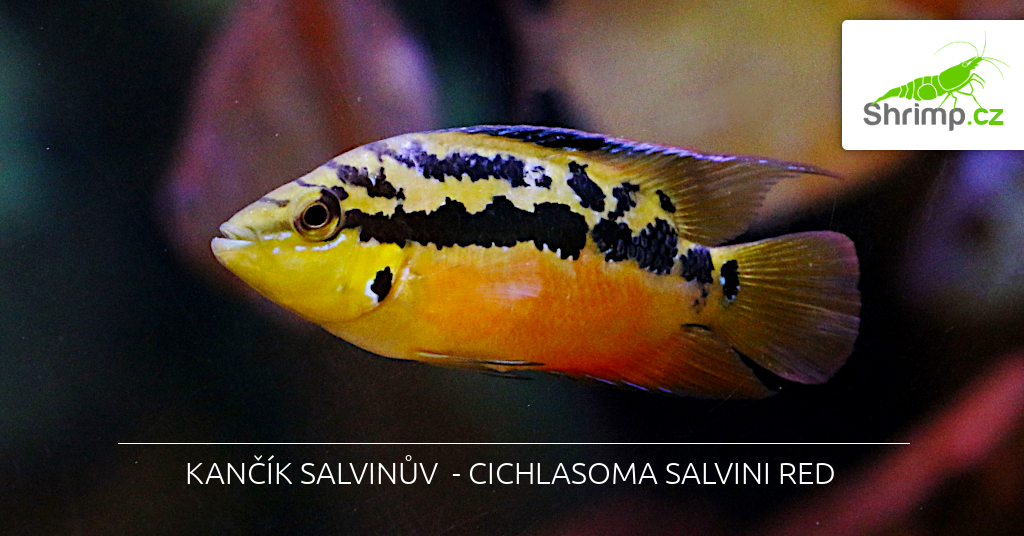 cichlasoma salvini red
