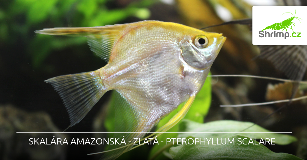 skalara-zlata-do-akvaria