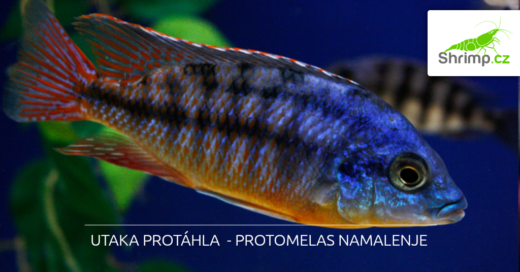 protomelas namalenje