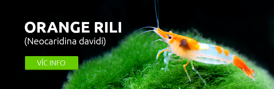 orange-rili-krevetka-zisti-více
