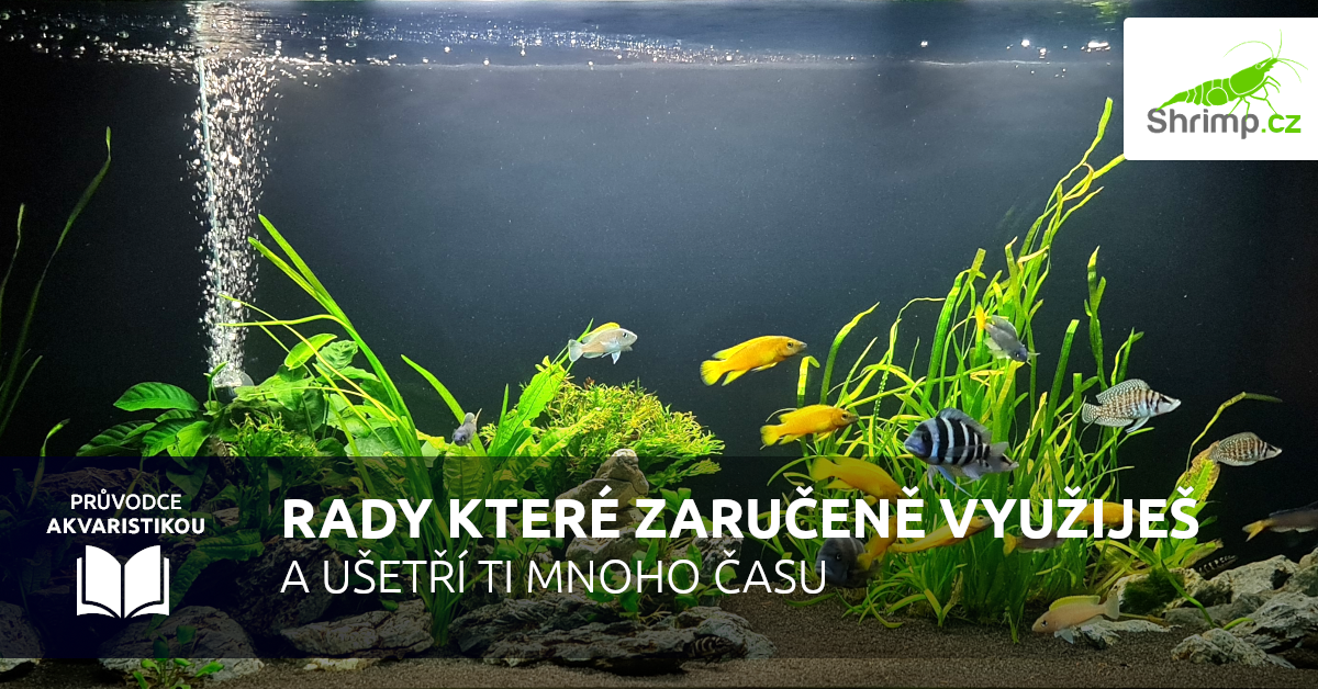 Rady pro začínající akvaristy