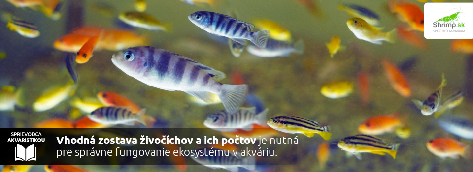 jak-si-vybrat-rybicky-do-akvaria
