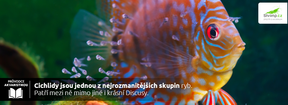 discusy-patri-do-skupiny-cichlid