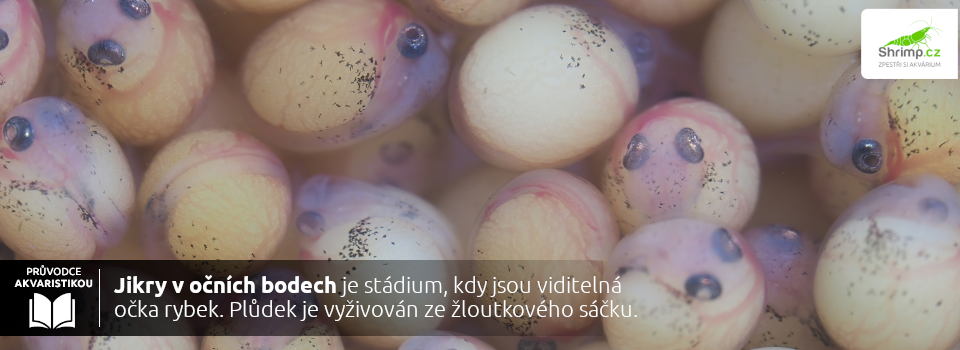 rozmnozovani-akvarijnich-ryb-jikrami