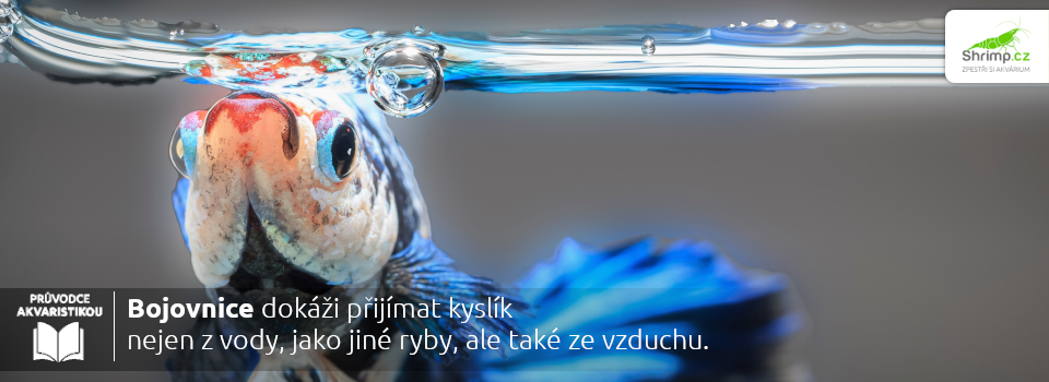 bojovnice-dokaze-dychat-kyslik