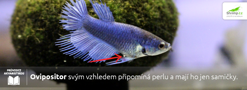 ovipositor-maju-pouze-samicky-a-sluzi-na-kladení-iker