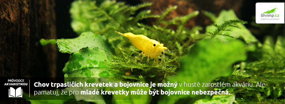 bojovnice-mohou-spolunazivat-s-krevetami-ale akvarium-musi-byt-hustě-zarostene