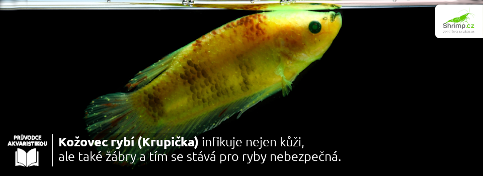 kupicka-je-infekcně-onemocnění-ryb