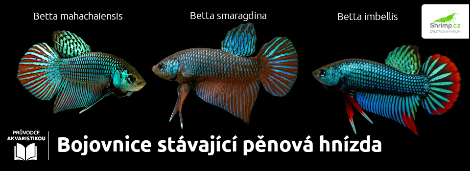divoké-bojovnice-které-stavají-pěnove-hnízdo