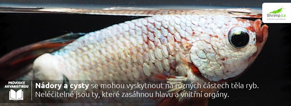 nadory-su-neléčitelně