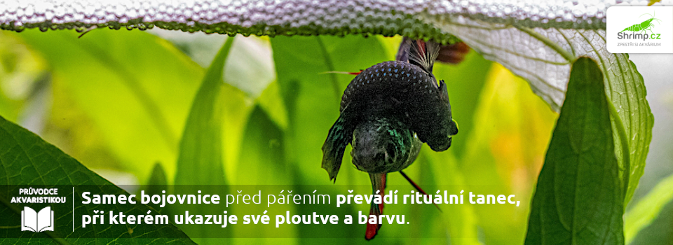 samec-a-samice-válečnice-při-paření-předvádí-společně-rituální-tanec