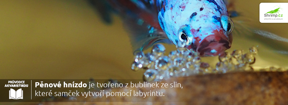 pěnove-hnízdo-je-tvořeno-slinami-a-vzduchem