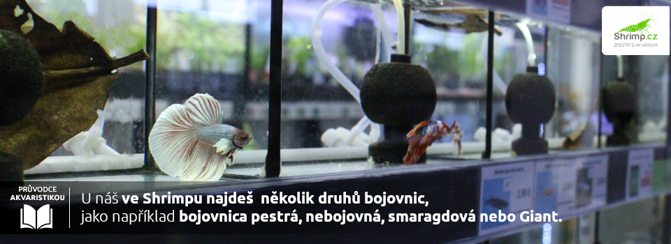 nabídka-bojovnic-na-shrimp.cz
