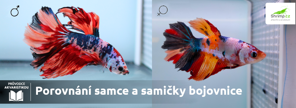 samec-vs.-samice-bojovnice