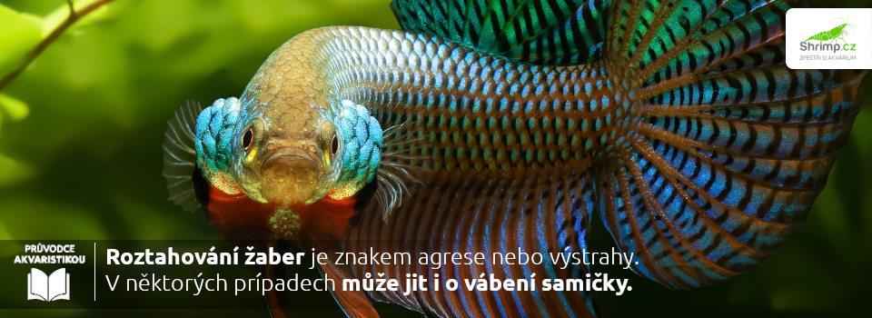 roztahování-záber-je-znakem-vystrahy