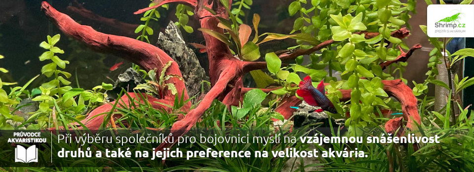 spolecnici-pro-bojovnici