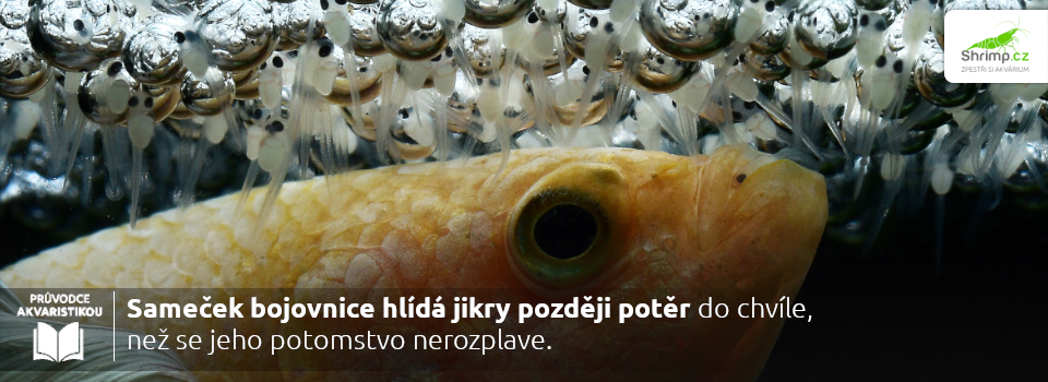 samec-bojovnice-strazi-ikry-az-kym-sa-poter-nerozplava