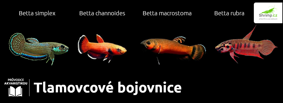 tlamovcove-papulovcove-bojovnice