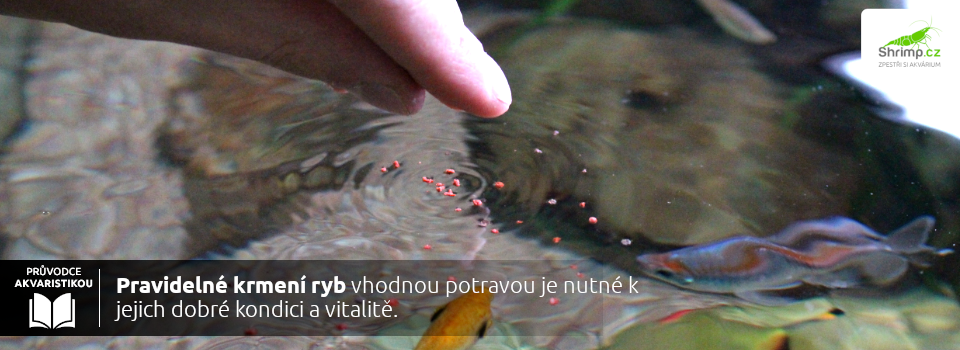 suche-krmivo-pro-ryby-na-hladine