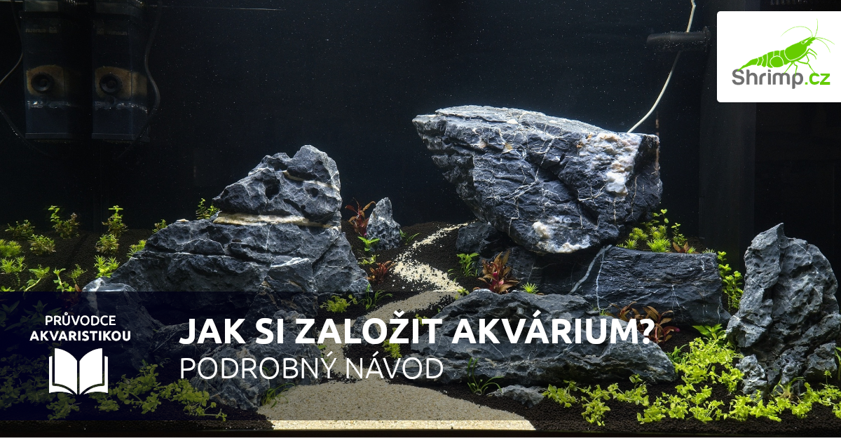Jak si založit akvárium