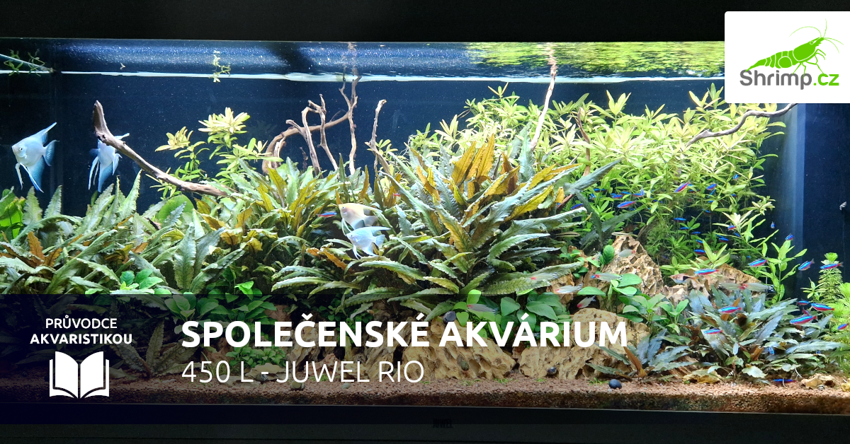 Společenské akvárium 450 litrů