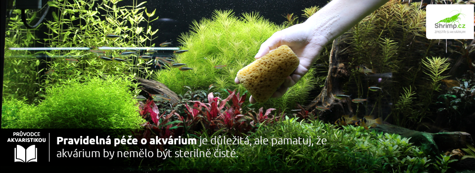 Péče o akvárium