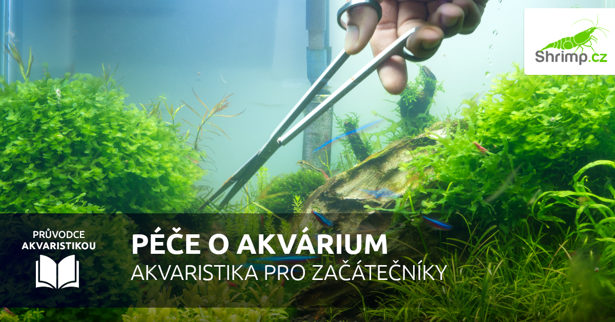 Péče o akvárium