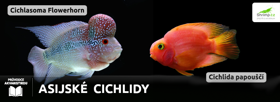 asijske-cichlidy