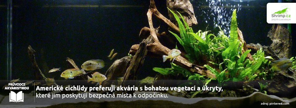 akvarium-pro-americke-cichlidy
