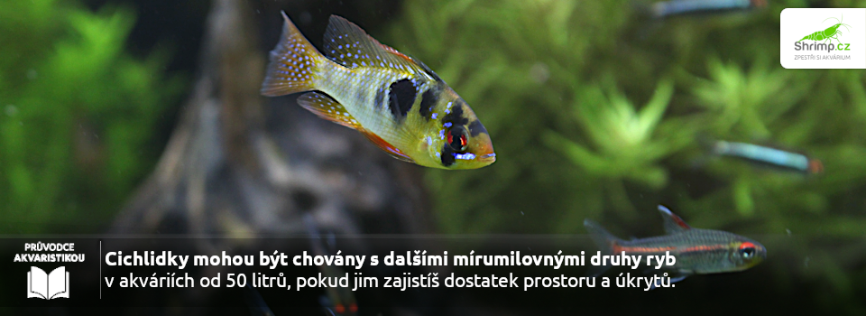 akvarium-pro-cichlidky