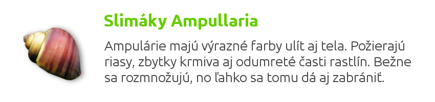 slimáky ampularia Tvarom sú druhy Ampulárií veľmi podobné, odlišujú sa však farbou ulity a tela. Požierajú rôzne druhy rias, zbytky krmiva aj odumreté časti rastlín. V akváriu sa bežne môžu rozmnožovať, no pomerne ľahko sa tomu dá aj zabrániť.