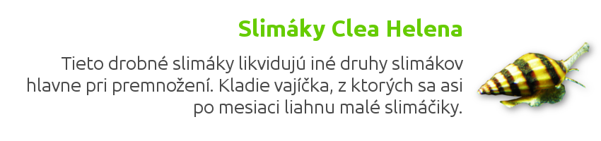 clea helena Clea helena veľmi užitočný slimák často odporúčaným riešením na premnoženie iných druhov slimákov. Spoľahlivo likviduje aj väčšie druhy. Navyše má veľmi peknú hnedú vrúbkovanú kužeľovitú ulitu so žltými alebo béžovými pásikmi.