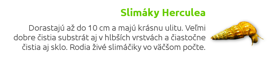 slimáky brotia herculea - Dorastá do veľkosti až 10 cm a má krásnu ulitu. - Veľmi dobre čistí substrát aj v jeho hlbších vrstvách a čiastočne čistí aj sklo. - Množí sa vo väčšom počte, pričom sa rodia priamo živé slimáky.