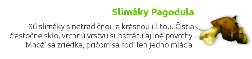 Slimáky pagodula Je slimák s netradičnou a krásnou ulitou. Čistí čiastočne sklo, vrchnú vrstvu substrátu aj iné povrchy v akváriu. Množí sa len veľmi zriedka, pričom sa rodí len jedno mláďa.