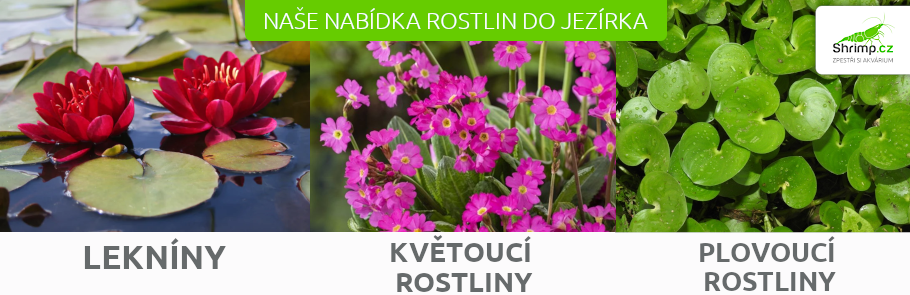 vodni-rostliny-do-jezirka