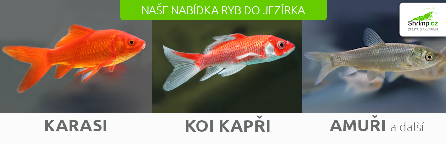 jezirkove-ryby