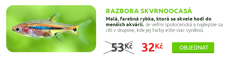 Razbora skvrnoocasá