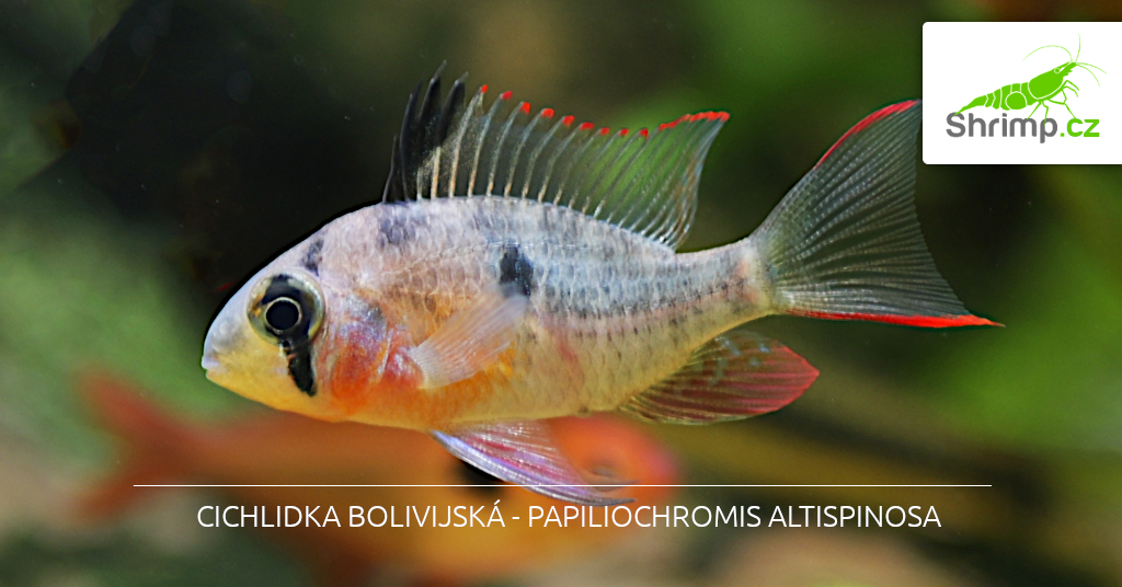 Cichlidka Bolivijská – Papiliochromis Altispinosa