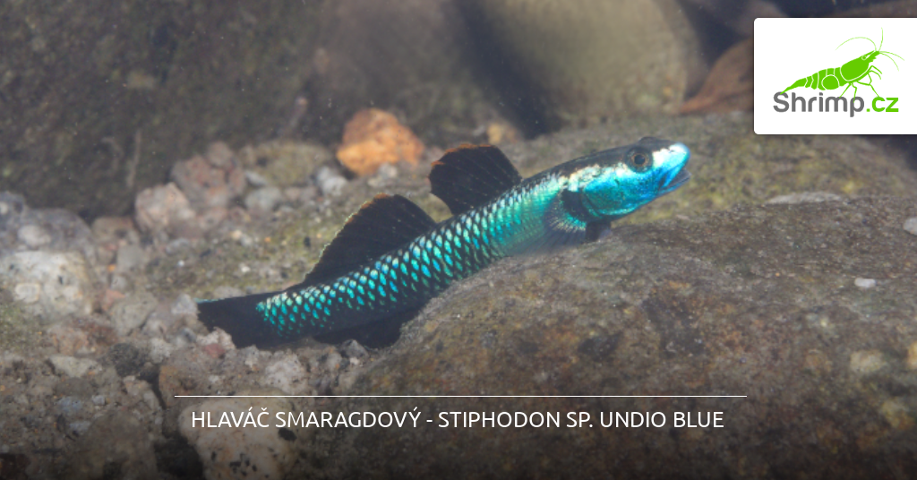 hlavac-smaragdovy-rybicky-do-akvaria