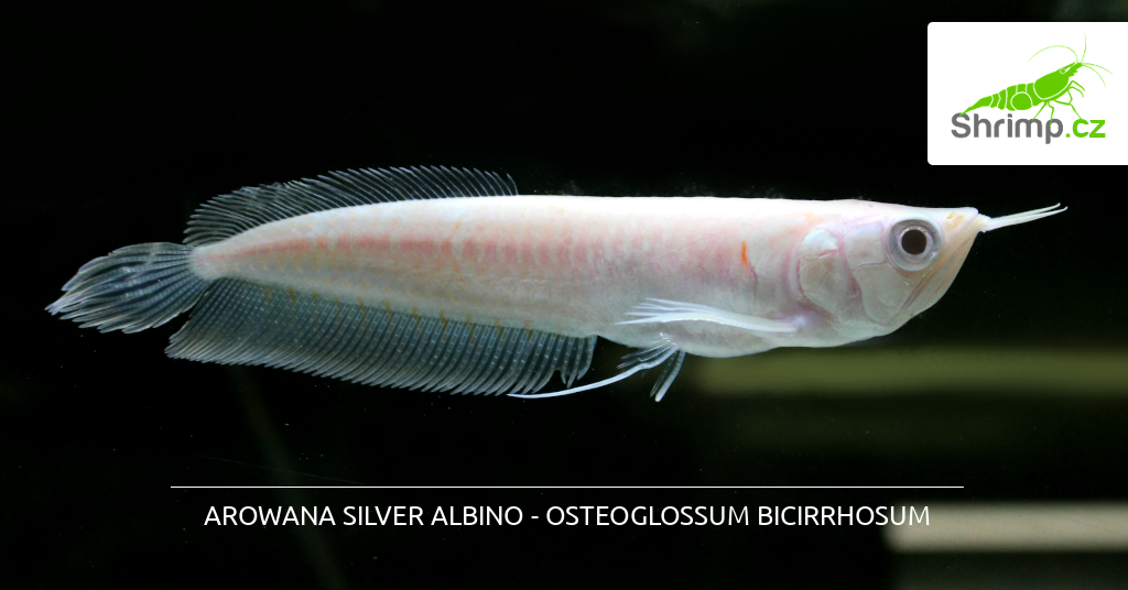 arowana-albino